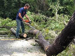 Best Hedge Trimming  in Indian River Shores, FL