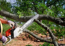 Best Tree Maintenance Programs  in Indian River Shores, FL