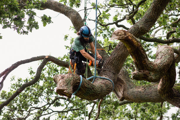  Indian River Shores, FL Tree Removal Services Pros