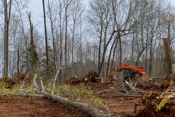 Best Stump Grinding and Removal  in Indian River Shores, FL